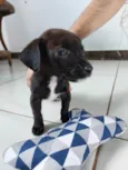 Pretinho