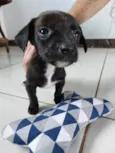 Pretinho