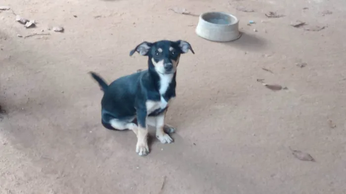 Cachorro ra a SRD-ViraLata idade 2 a 6 meses nome Lily