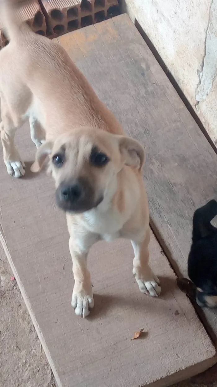 Cachorro ra a SRD-ViraLata idade 2 a 6 meses nome Sol