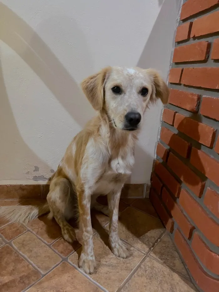 Cachorro ra a SRD-ViraLata idade 1 ano nome Luna 