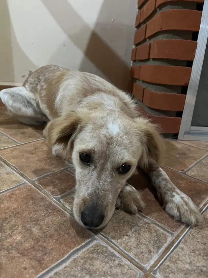 Cachorro ra a SRD-ViraLata idade 1 ano nome Luna 