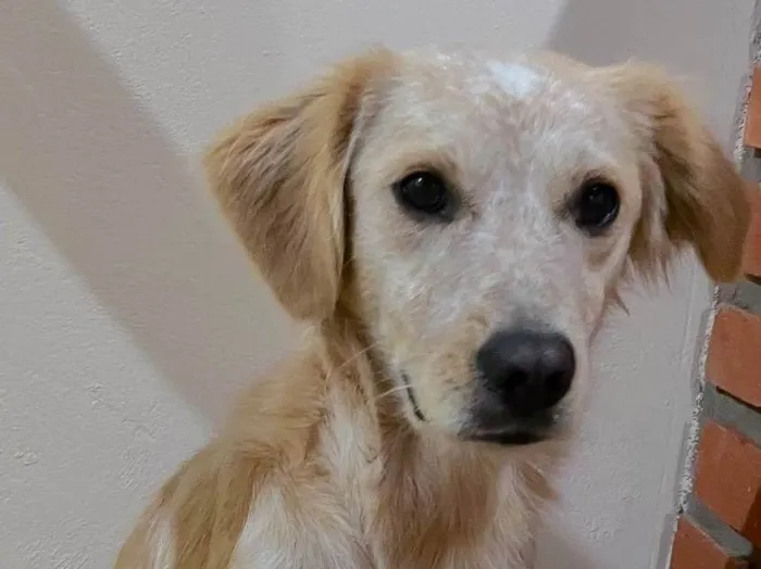 Cachorro ra a SRD-ViraLata idade 1 ano nome Luna 