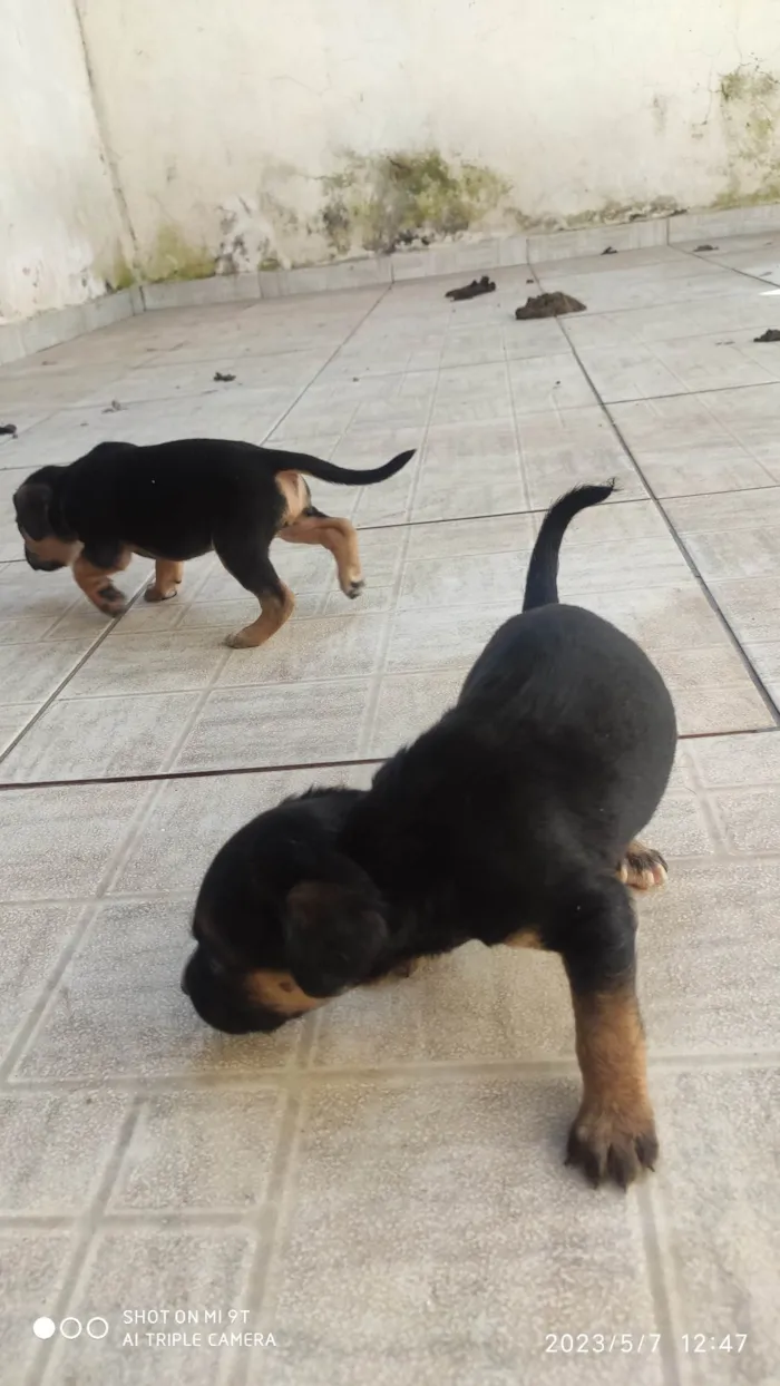 Cachorro ra a SRD-ViraLata idade Abaixo de 2 meses nome Mili