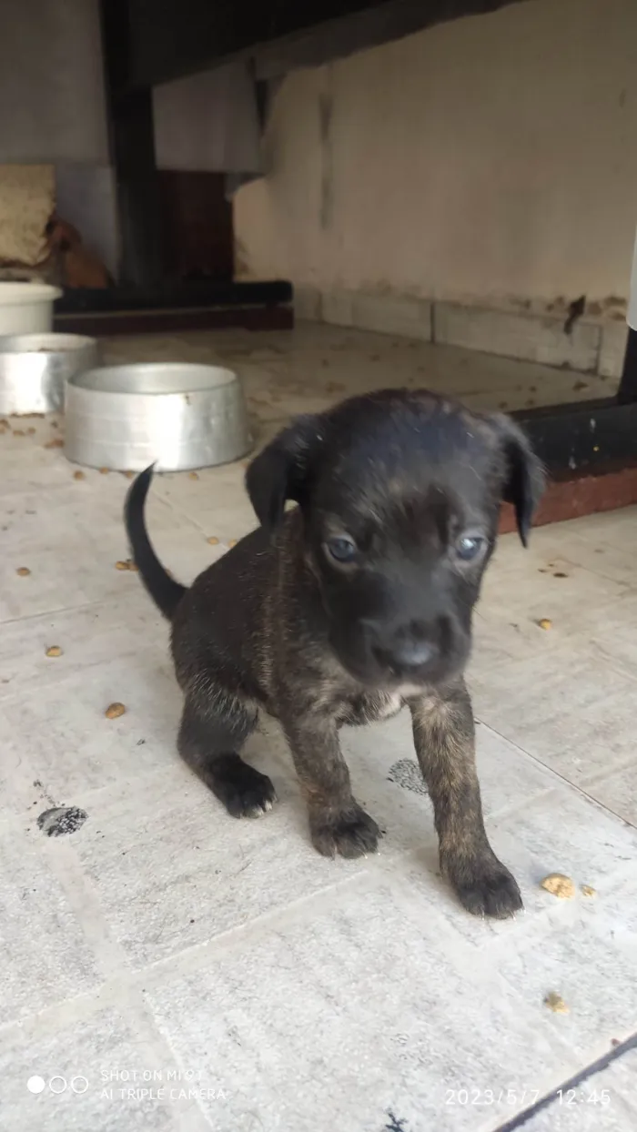 Cachorro ra a SRD-ViraLata idade Abaixo de 2 meses nome Mili