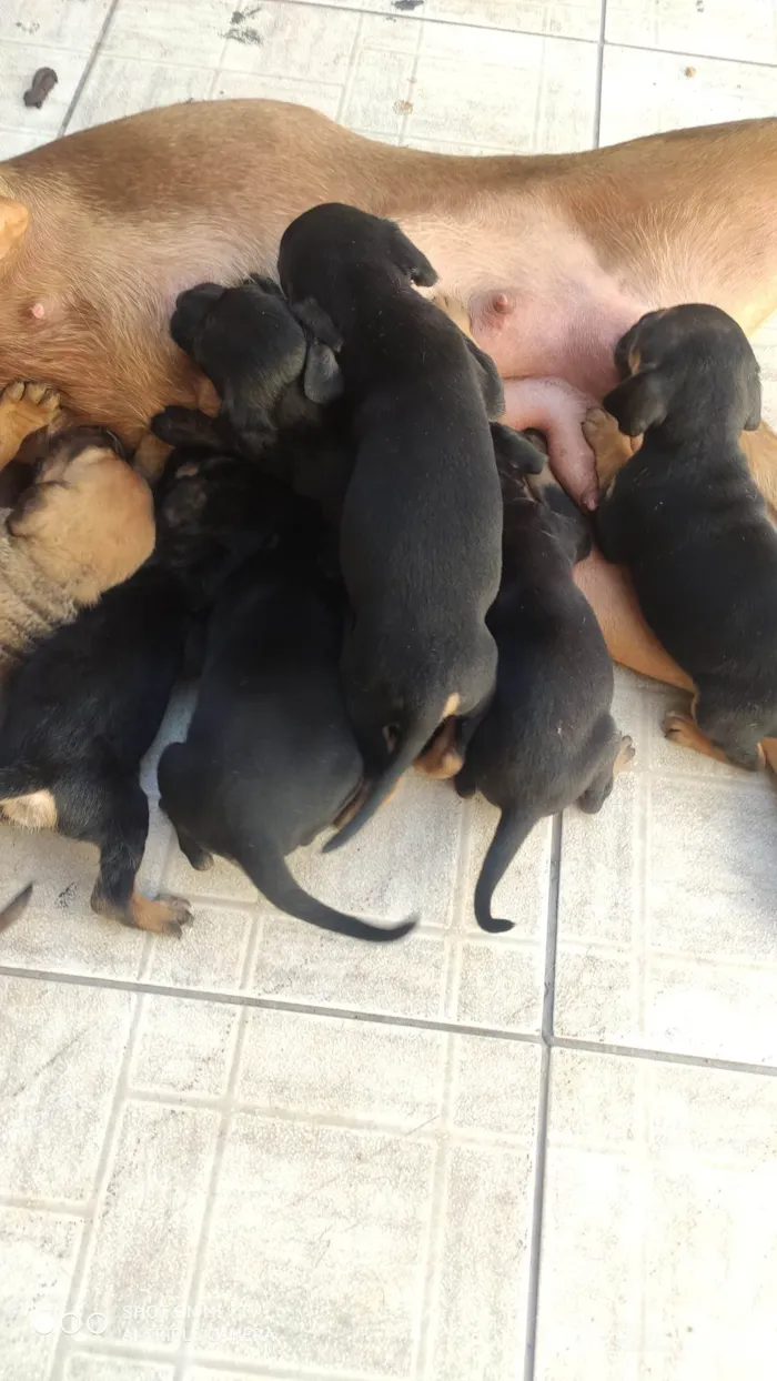 Cachorro ra a SRD-ViraLata idade Abaixo de 2 meses nome Mili