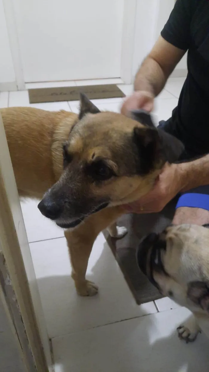 Cachorro ra a SRD-ViraLata idade 6 ou mais anos nome Não sei