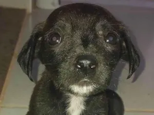 Cachorro raça SRD-ViraLata idade 2 a 6 meses nome Pretinho