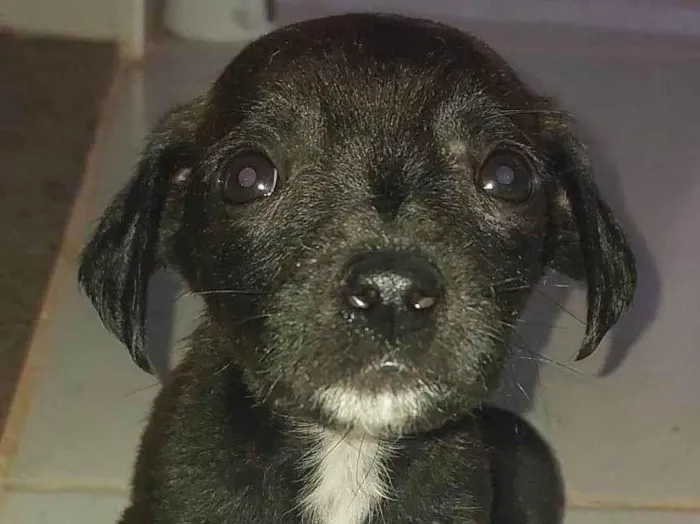 Cachorro ra a SRD-ViraLata idade 2 a 6 meses nome Pretinho