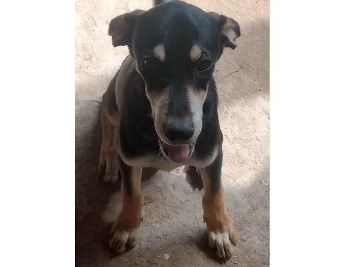 Cachorro ra a SRD-ViraLata idade 2 a 6 meses nome Billy