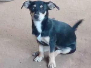 Cachorro raça SRD-ViraLata idade 2 a 6 meses nome Lily