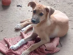 Cachorro raça SRD-ViraLata idade 2 a 6 meses nome Gaia