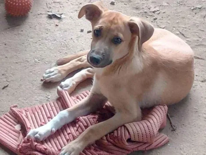 Cachorro ra a SRD-ViraLata idade 2 a 6 meses nome Gaia