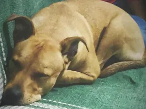 Cachorro raça Pitbull  idade 7 a 11 meses nome Luna