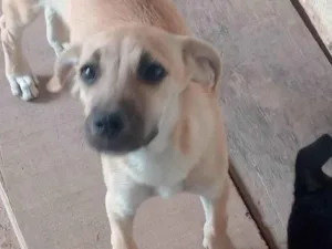 Cachorro raça SRD-ViraLata idade 2 a 6 meses nome Sol