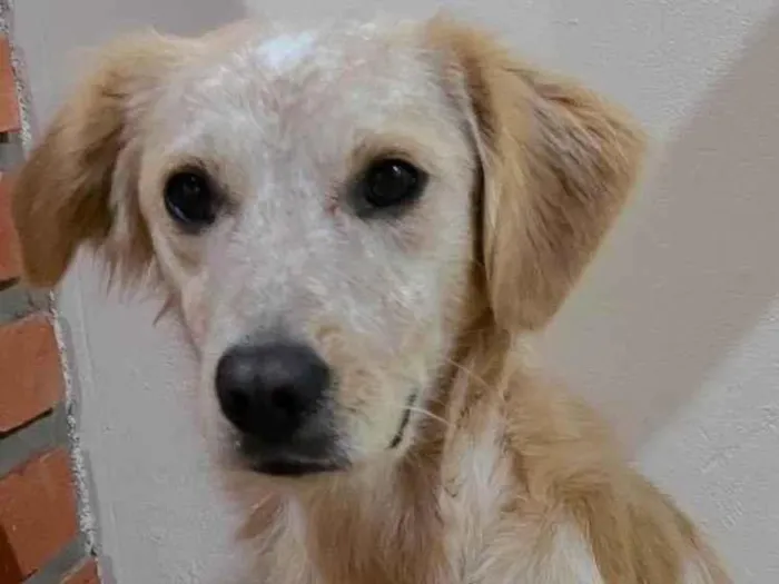 Cachorro ra a SRD-ViraLata idade 1 ano nome Luna 