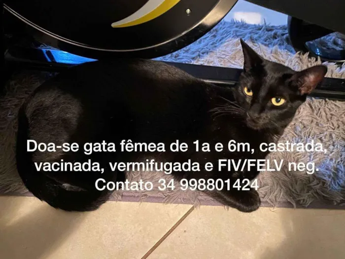 Gato ra a SRD-ViraLata idade 1 ano nome Isis