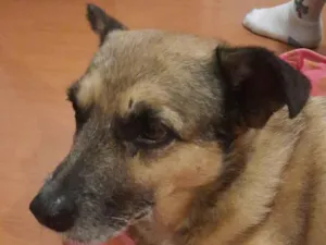 Cachorro raça SRD-ViraLata idade 6 ou mais anos nome Não sei