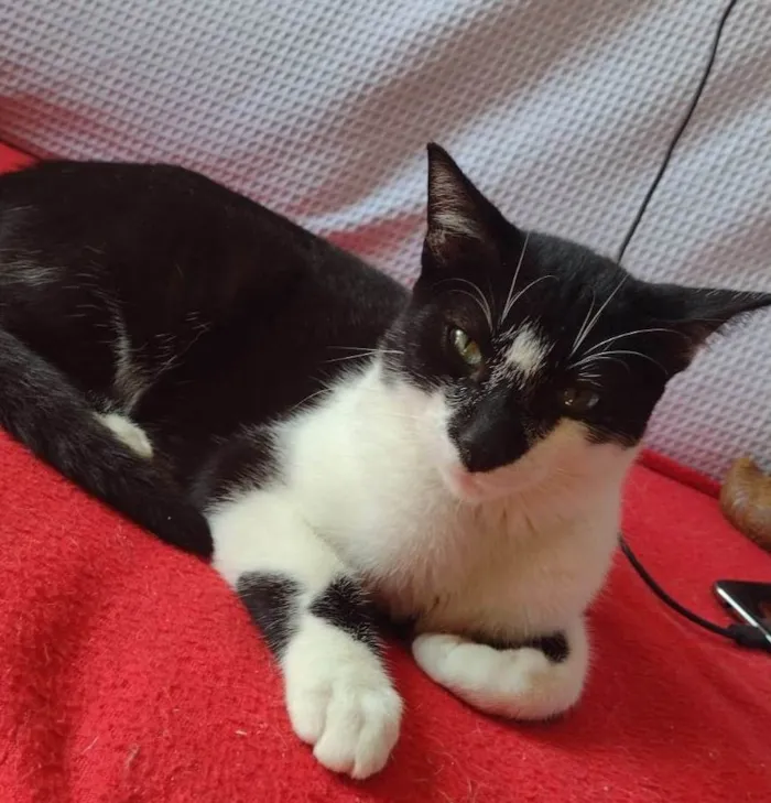 Gato ra a SRD-ViraLata idade 2 a 6 meses nome DOMINÓ
