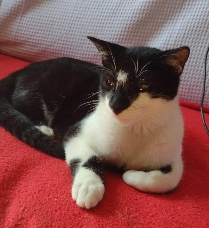 Gato ra a SRD-ViraLata idade 2 a 6 meses nome DOMINÓ