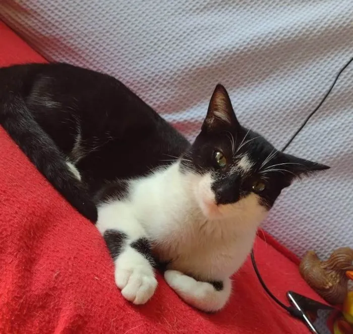 Gato ra a SRD-ViraLata idade 2 a 6 meses nome DOMINÓ