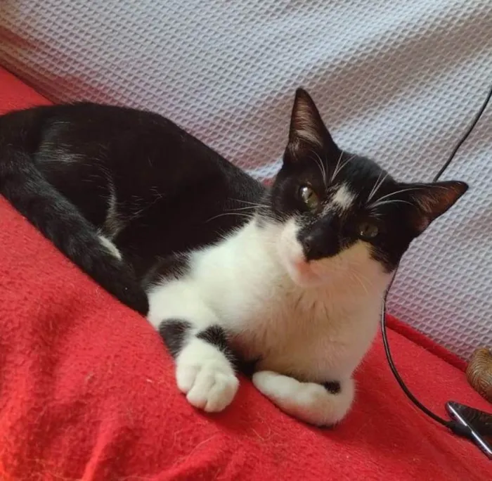 Gato ra a SRD-ViraLata idade 2 a 6 meses nome DOMINÓ