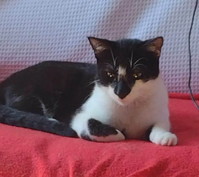Gato ra a SRD-ViraLata idade 2 a 6 meses nome DOMINÓ