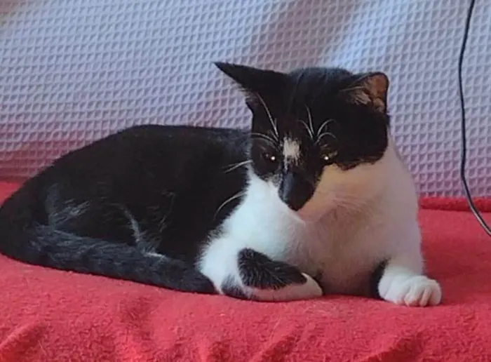 Gato ra a SRD-ViraLata idade 2 a 6 meses nome DOMINÓ