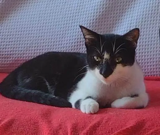 Gato ra a SRD-ViraLata idade 2 a 6 meses nome DOMINÓ