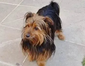 Cachorro raça Yorkshire idade 4 anos nome YORK