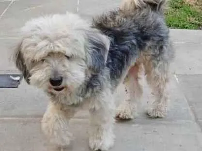 Cachorro raça Poodle MIX C/ LHASA idade 5 anos nome MENINA POODLE
