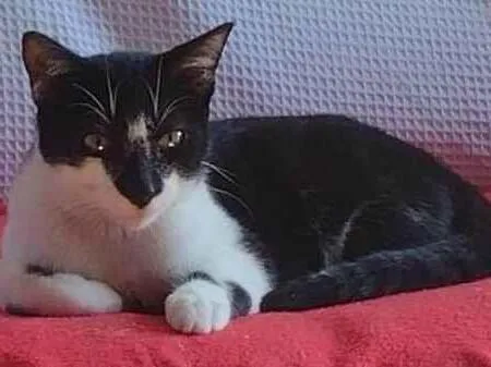 Gato ra a SRD-ViraLata idade 2 a 6 meses nome DOMINÓ