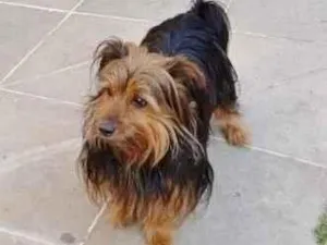 Cachorro raça Yorkshire idade 4 anos nome YORK