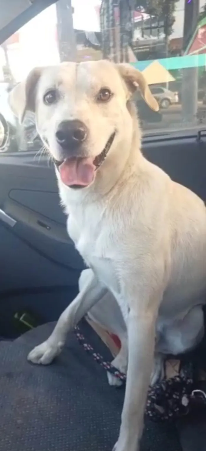 Cachorro raça SRD-ViraLata idade 2 anos nome Marley