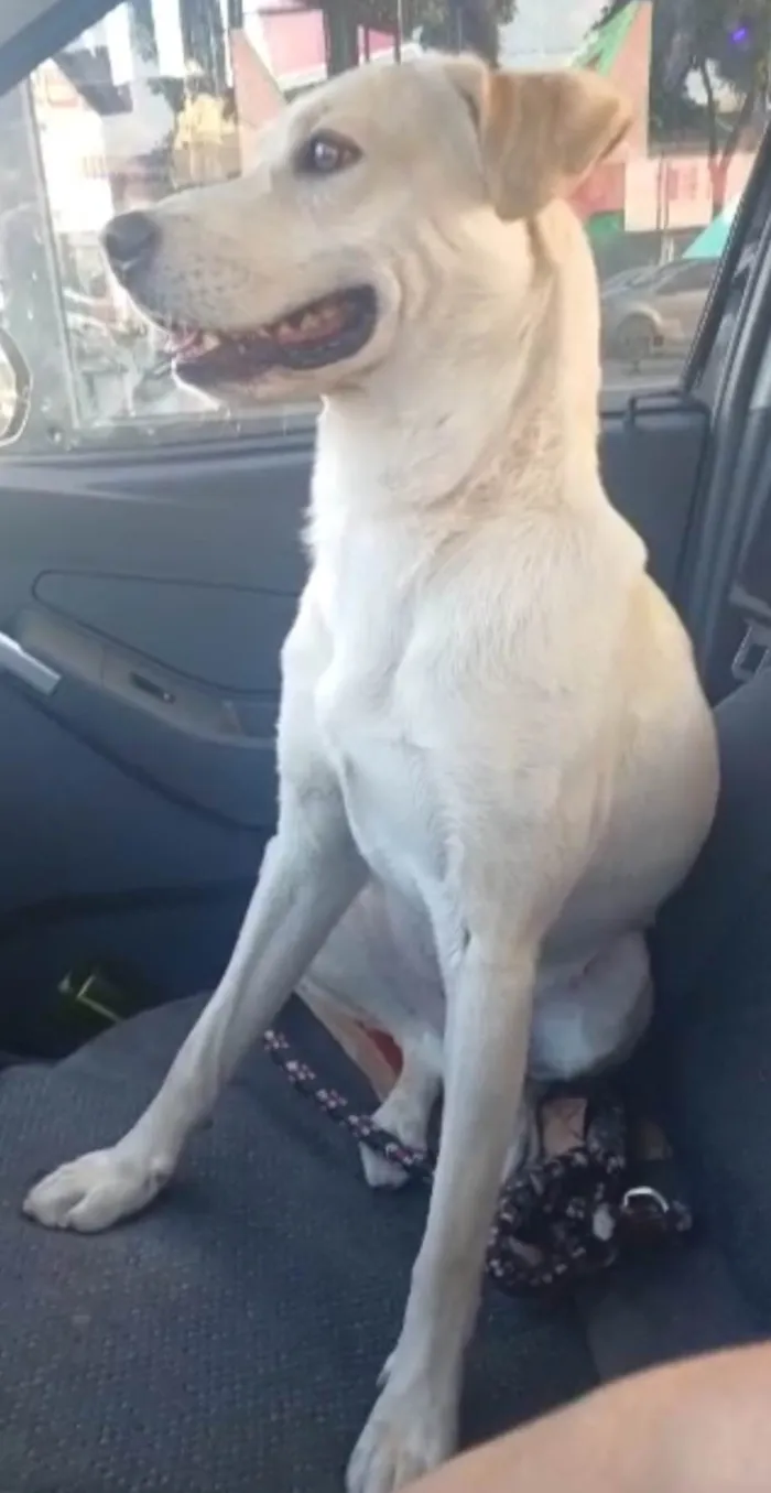 Cachorro raça SRD-ViraLata idade 2 anos nome Marley