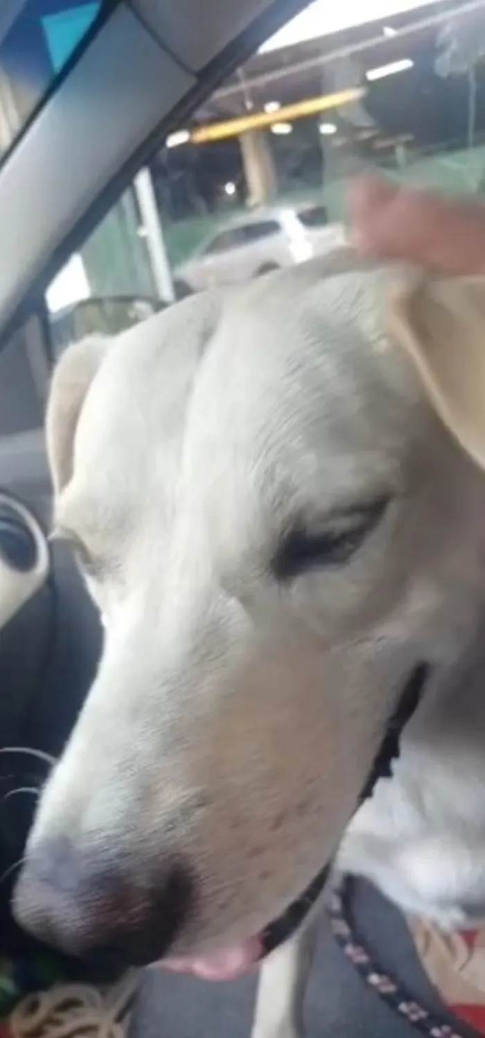 Cachorro raça SRD-ViraLata idade 2 anos nome Marley