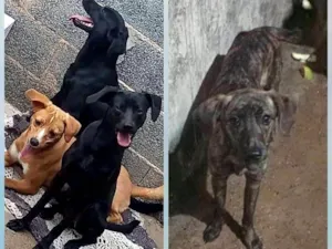 Cachorro raça SRD-ViraLata idade 2 anos nome Molly 