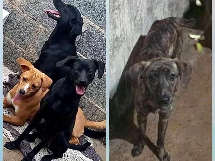 Cachorro ra a SRD-ViraLata idade 2 anos nome Molly 