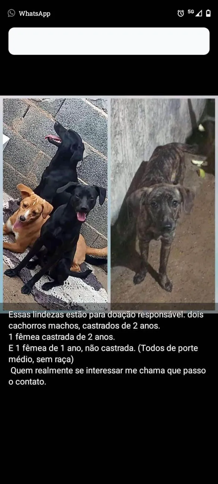 Cachorro ra a SRD-ViraLata idade 1 ano nome Iena