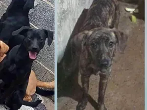 Cachorro raça SRD-ViraLata idade 1 ano nome Iena