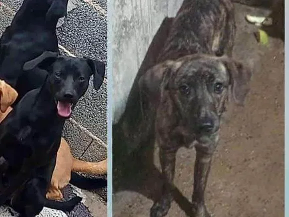 Cachorro ra a SRD-ViraLata idade 1 ano nome Iena