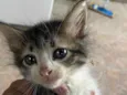 doação de 5 gatinhos 