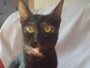 Gato raça SRD-ViraLata idade 2 a 6 meses nome PÉROLA