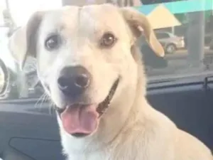 Cachorro raça SRD-ViraLata idade 2 anos nome Marley