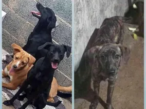 Cachorro raça SRD-ViraLata idade 2 anos nome Betô, molly, iena e mark