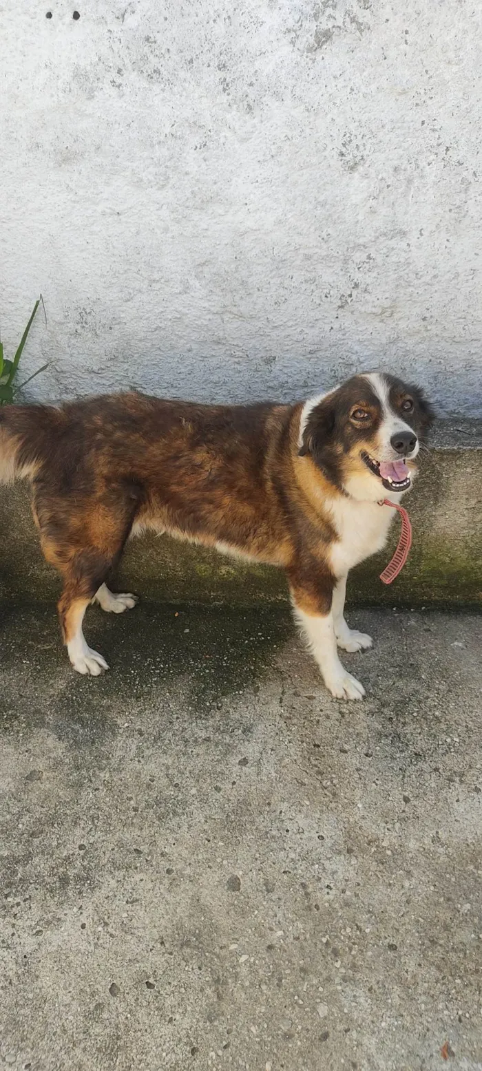 Cachorro ra a  idade 6 ou mais anos nome Gema