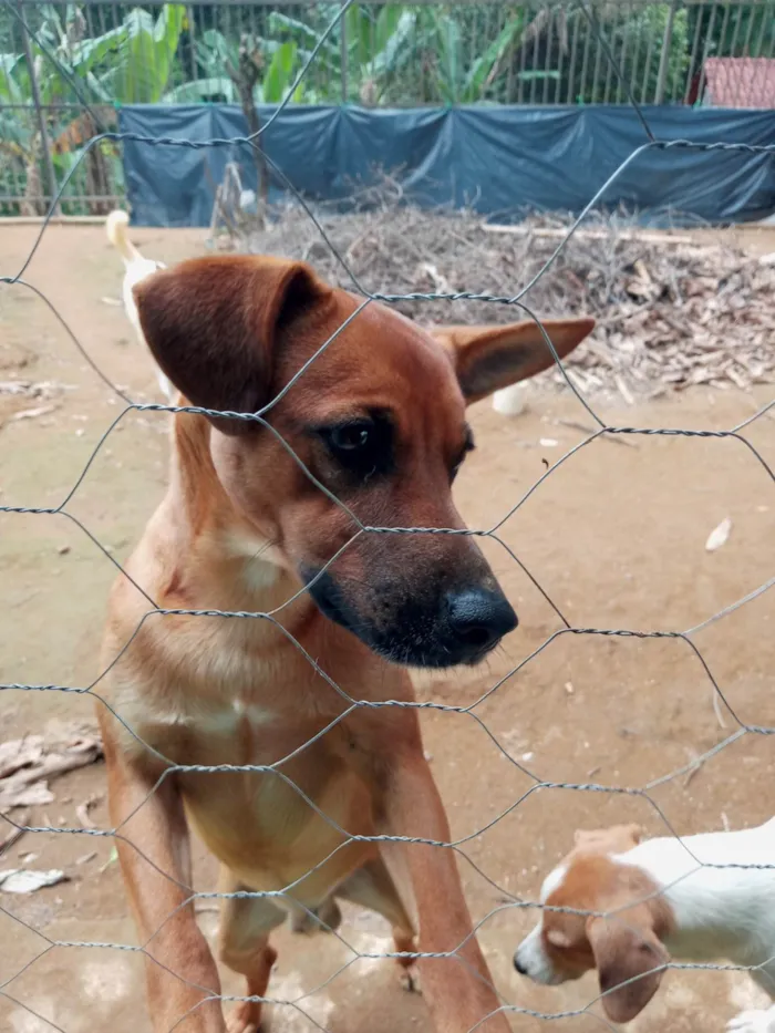 Cachorro ra a SRD-ViraLata idade 1 ano nome Caramelo