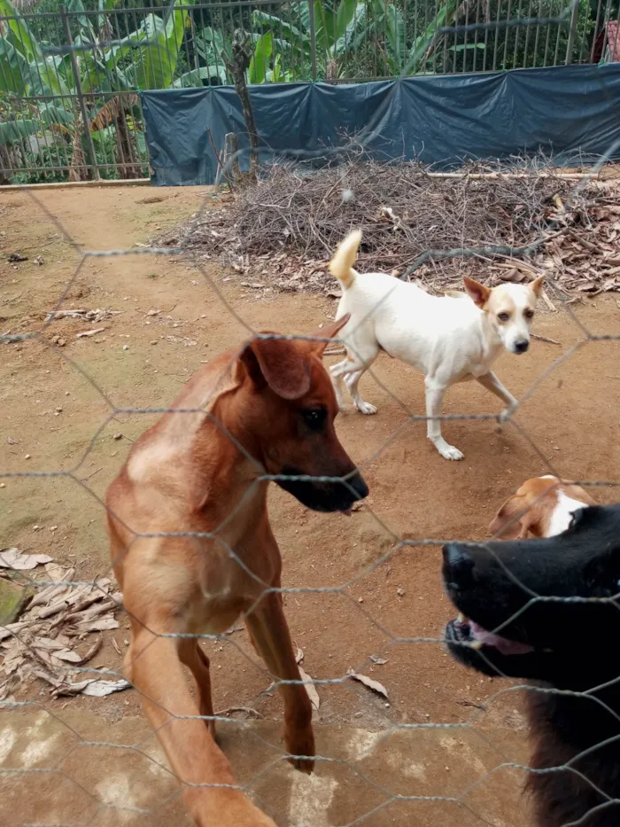 Cachorro ra a SRD-ViraLata idade 1 ano nome Caramelo