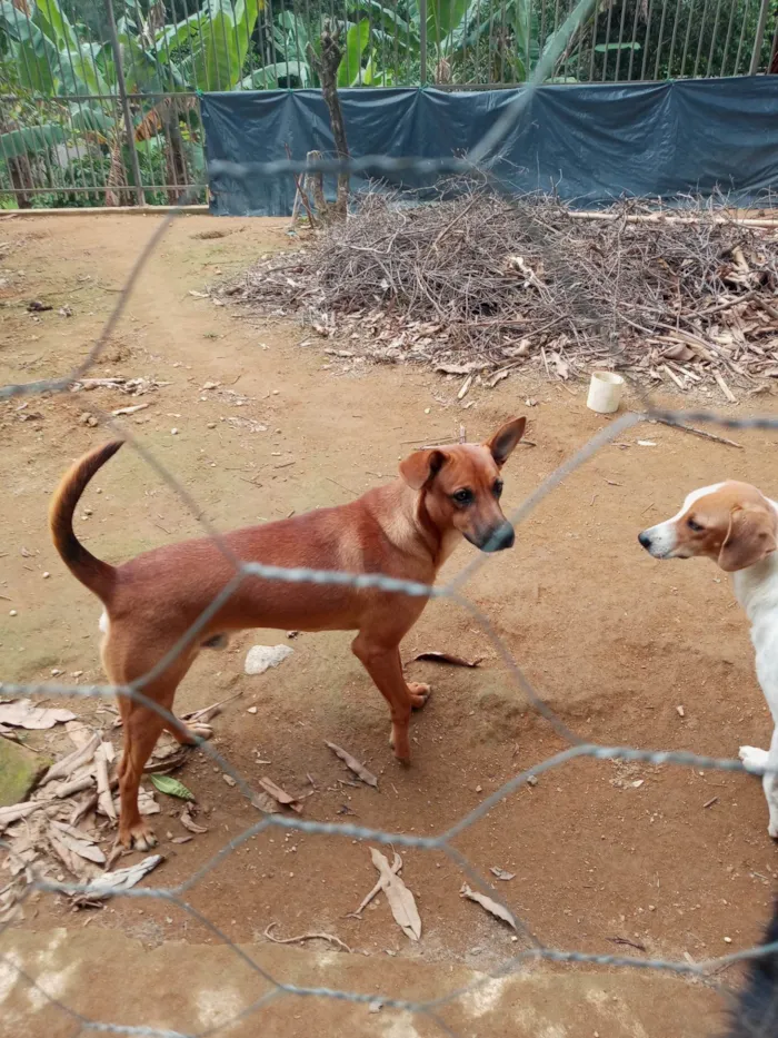 Cachorro ra a SRD-ViraLata idade 1 ano nome Caramelo