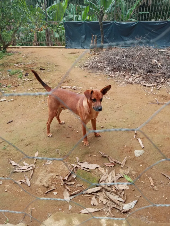 Cachorro ra a SRD-ViraLata idade 1 ano nome Caramelo